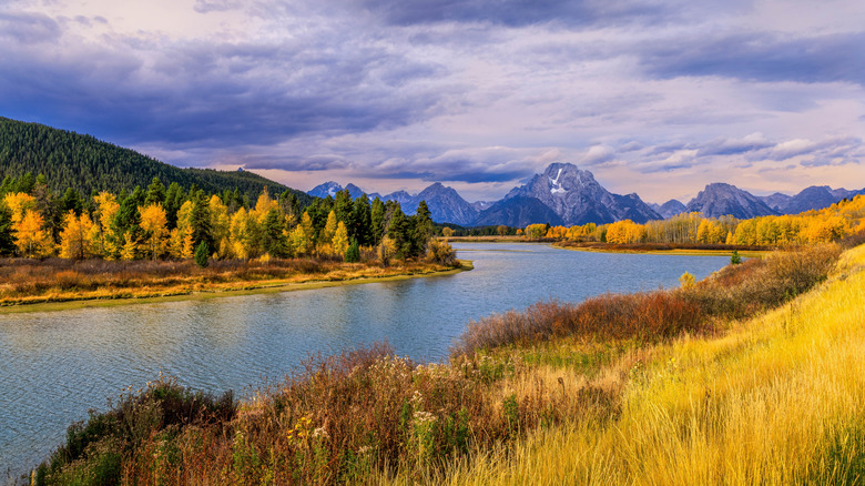 Vibrant yellow and orange foliage on either side of a river with mountains in the background at Grand Teton National Park.