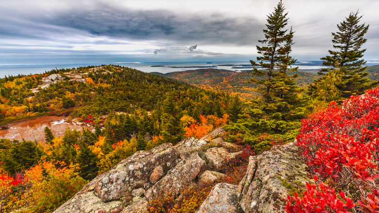 Orange, red, and yellow colors of the trees and plants in Acadia National Park in October