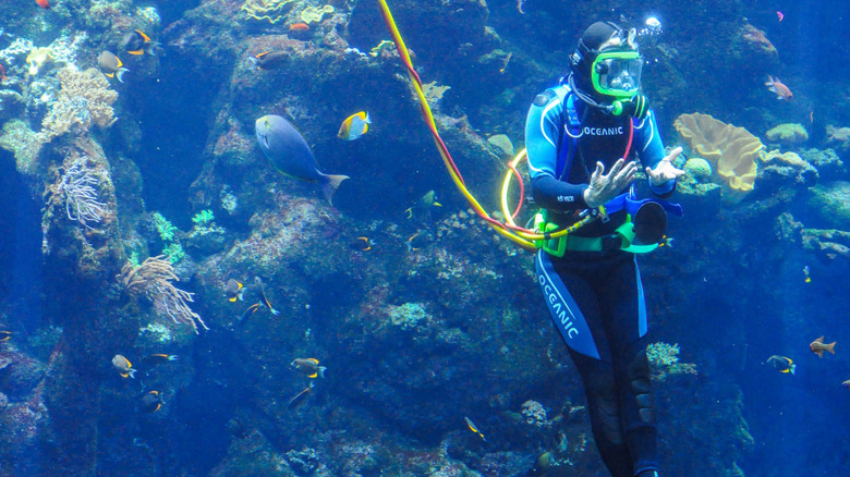 A diver inside the Philipines Coral Reef tank at the Steinhart Aquarium during a dive show