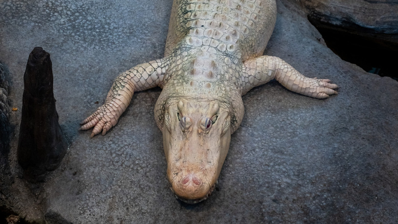 Claude, the albino alligator resting on exhibit rock inside Steinhart Aquarium