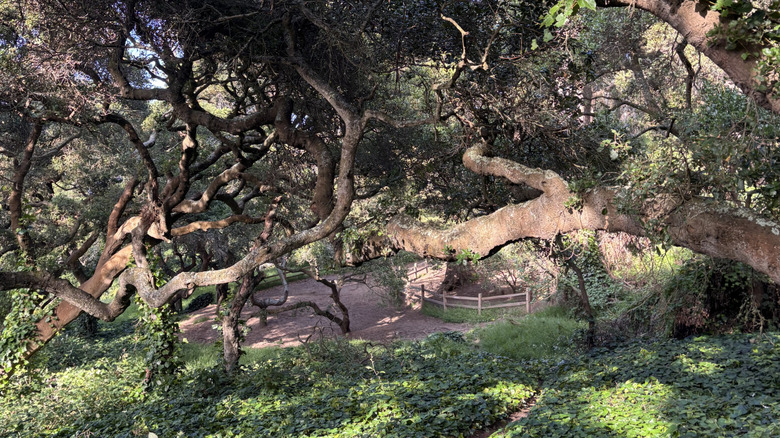 Dense tree cover and bright green ground foliage lining a path in Buena Vista Park in San Francisco