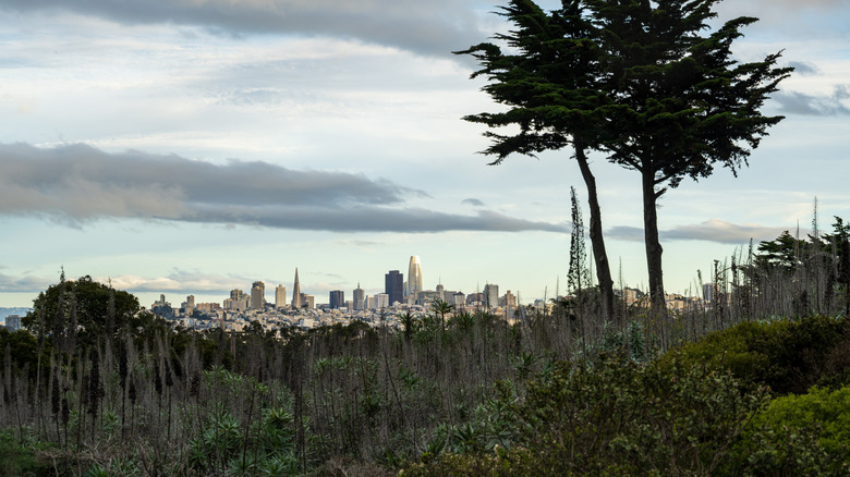 View of San Francisco from Golden Gate Park