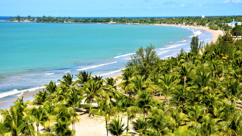 Palm fronds by the sea in Carolina Beach