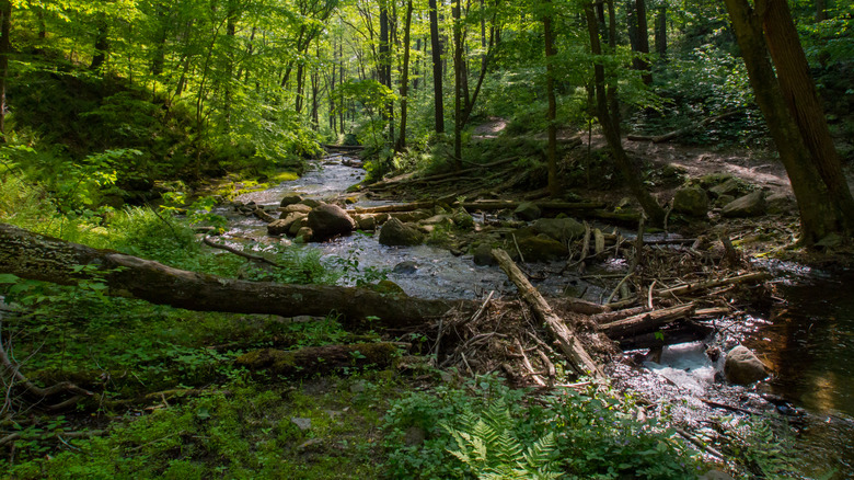 Mountain views from Worthington State Forest.