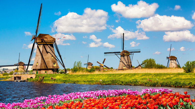 Windmills and wildflowers at Kinderdijk in the Netherlands