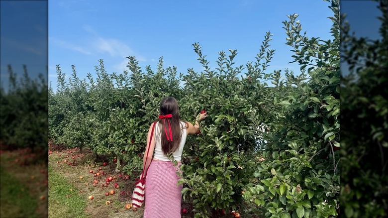 Woman picking apples at Milburn Orchards in Elkton, Maryland