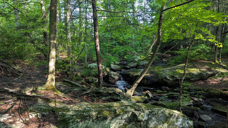 Lush forest in Natchaug State Forest, Connecticut