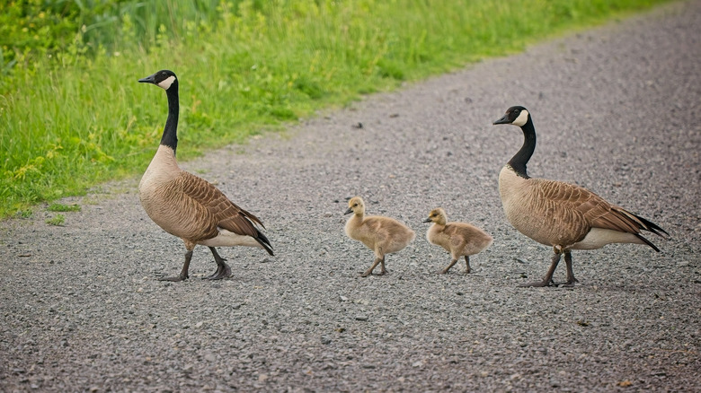 A canada geese family crossing a gravel road at Iroquois National Wildlife Refuge
