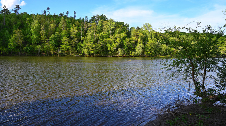 Tree-lined section of Broad River Greenway