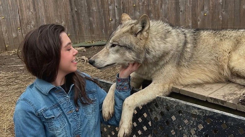 Brunette woman in jean jacket pets wolf at the Wolf Creek Sanctuary