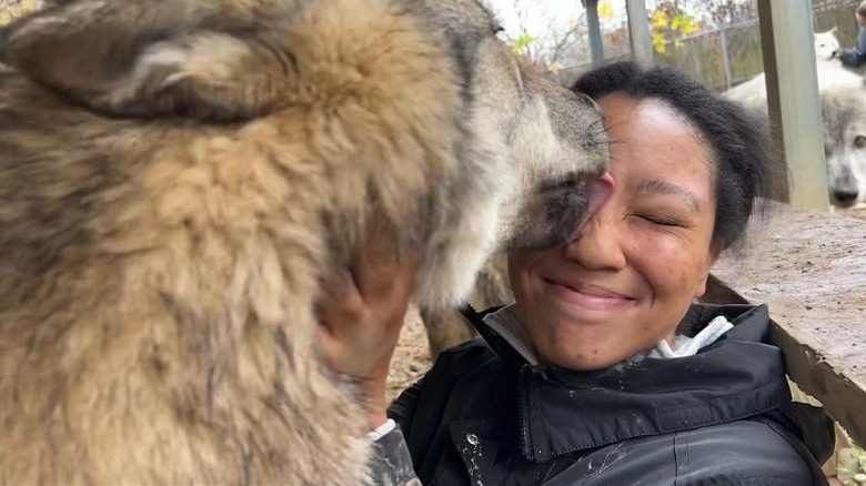 Brown wolf licks woman on face