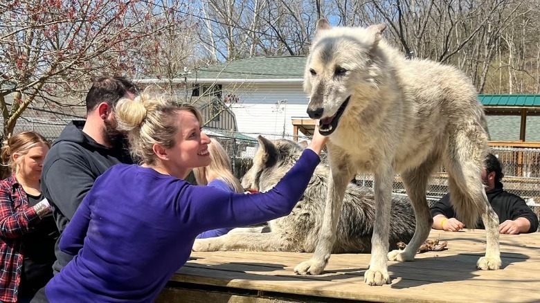 Woman pets gray wolf at Wolf Creek Habitat and Rescue