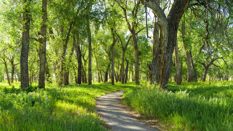 A hiking trail winding through a dense grove in Chatfield State Park