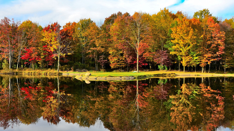 Autumn trees reflected on a lake in Perrysville, Ohio