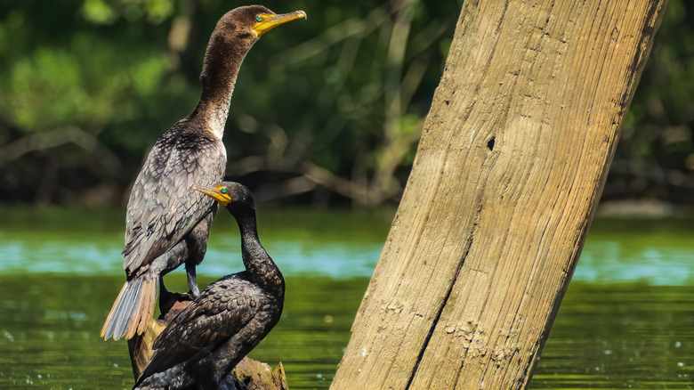 Birds next to a log on Paint Creek Lake, Ohio