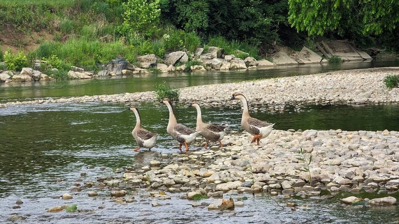 Geese in Twin Creek MetroPark.