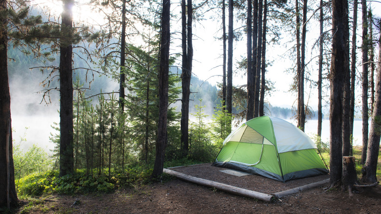 Forest-lined camp site