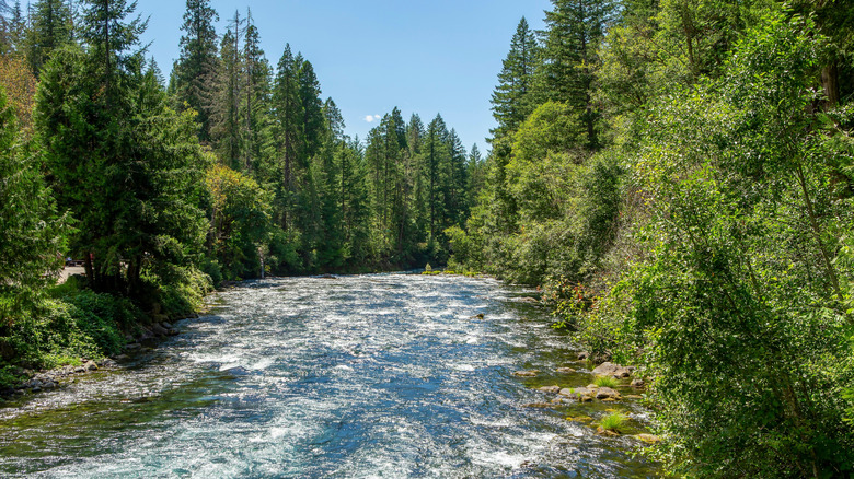 The McKenzie River near Belknap Hot Springs
