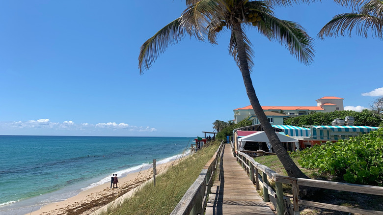 A coastal Florida path lined with palm trees