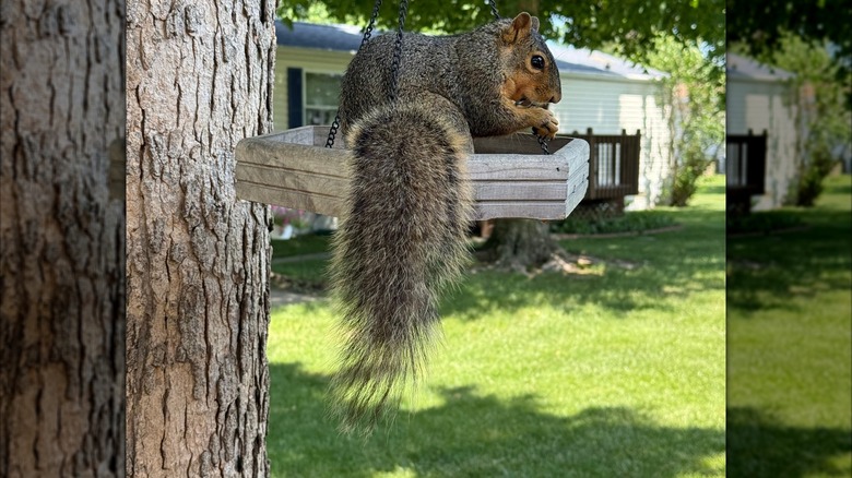 Squirrel eating food from bird feeder, Plymouth, Indiana