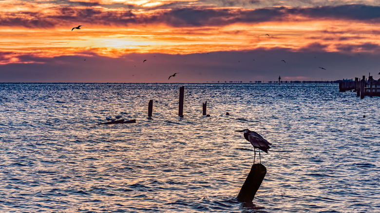 Seagulls and herons at sunset on the water in Seabrook, Texas