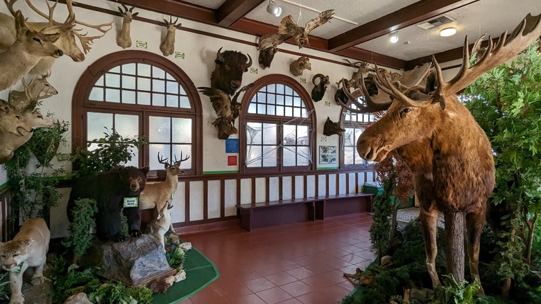 An exhibit displaying taxidermied animals at The Children's Museum at La Habra