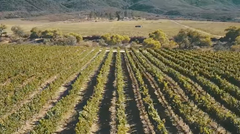 Aerial view of vineyards at Emerald Creek Winery in Warner Springs, California