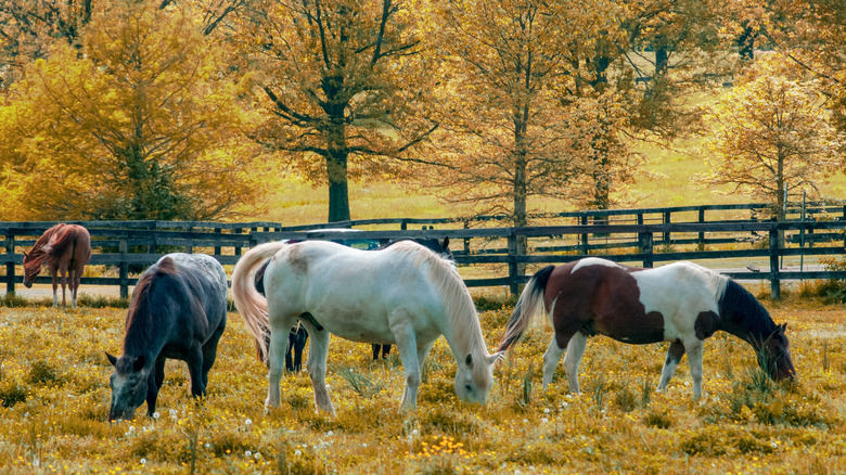 Horses in a pasture in Kentucky's Bluegrass Region