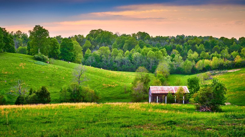 Lone barn surrounded by green pastures and grazing cows
