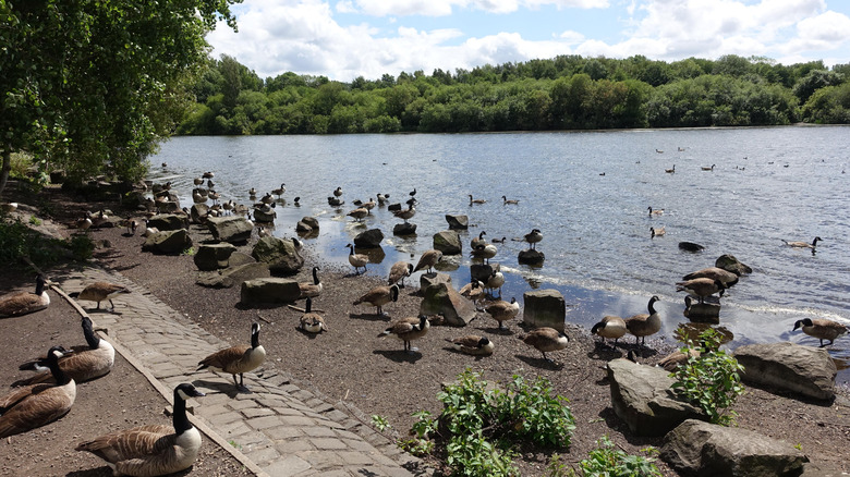 A group of Canada geese hanging out on the lake shoreline at Pennington Flash Nature Reserve.