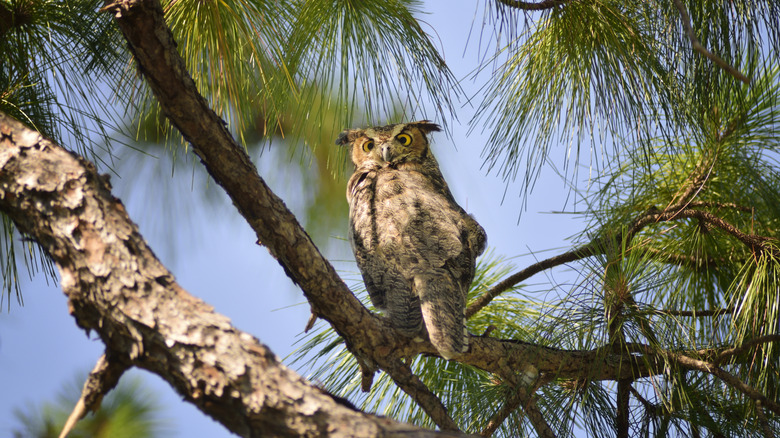 An owl in a Coral Springs park
