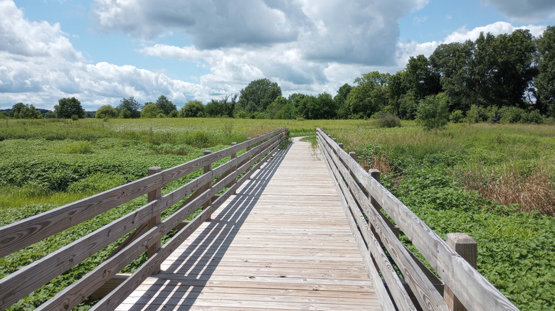Boardwalk through the wetlands of Loblolly Marsh Nature Preserve in Indiana