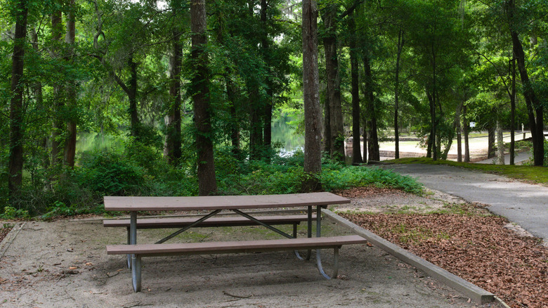 a picnic table shrouded by trees at Lumber River State Park, North Carolina