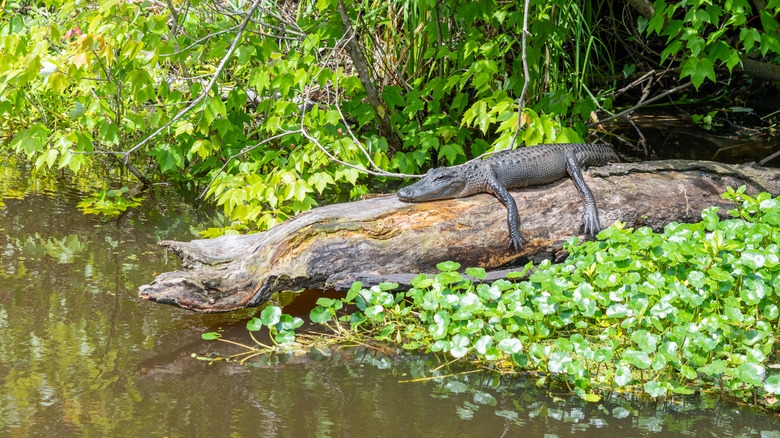 An alligator resting on a log by swampy water in a bayou in Louisiana