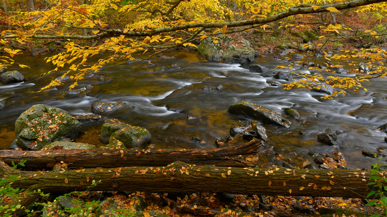 Fall foliage frames the rocks and water of the Raritan River in Ken Lockwood Gorge