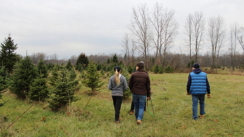 Family at a tree farm in Waterloo, New York