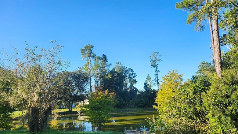 A lake surrounded by trees in Silver Springs Shores.