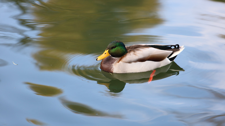duck swimming on a lake