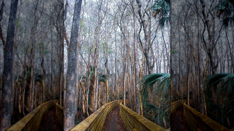 Boardwalk at the Fort Drum Marsh Conservation Area