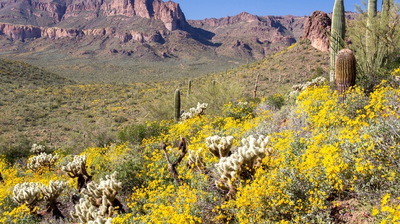 The Sonoran Desert and mountains in spring, covered in yellow and white flowers