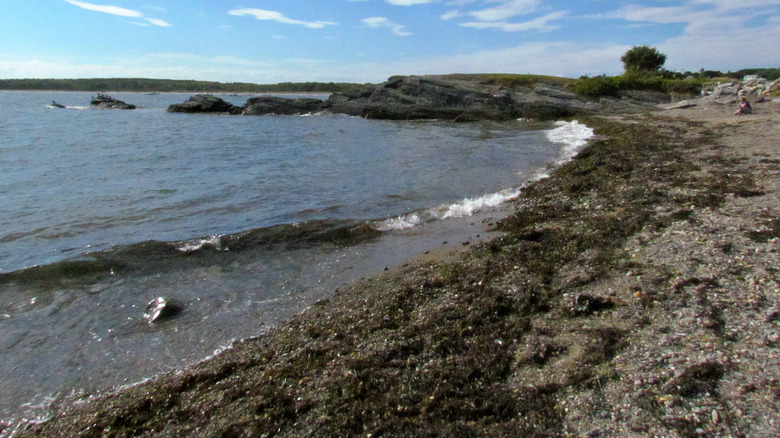 Pebble beach covered in seaweed at Kettle Cove State Park