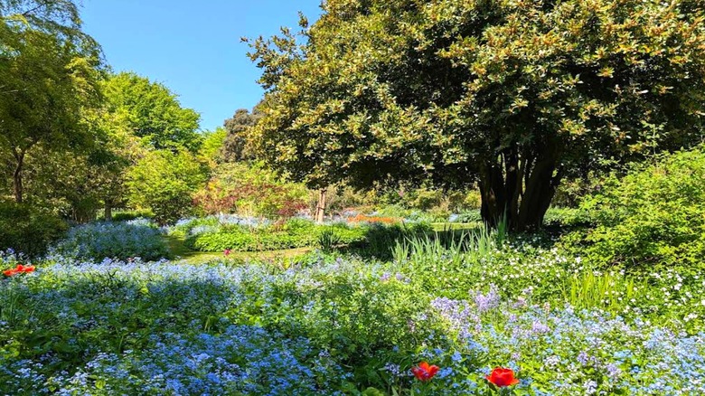 trees, flowers, and greenery in Highdown Gardens, Worthing