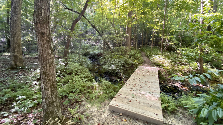 A trail through the woods in Cane Creek Mountains Natural Area in the Cane Creek Mountains of North Carolina