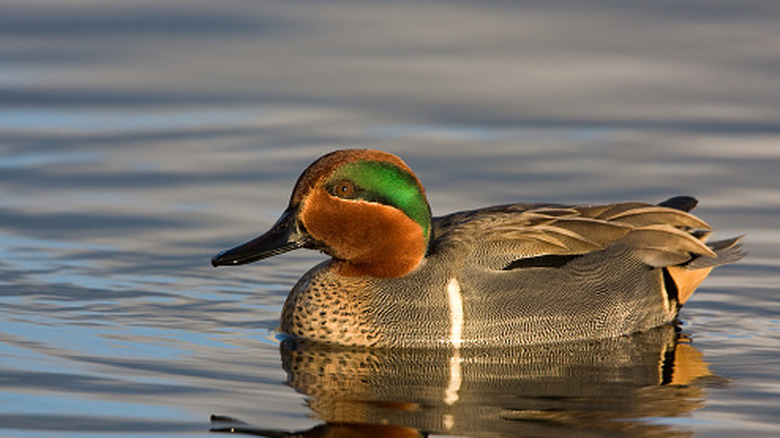 A green winged teal coasting along the water