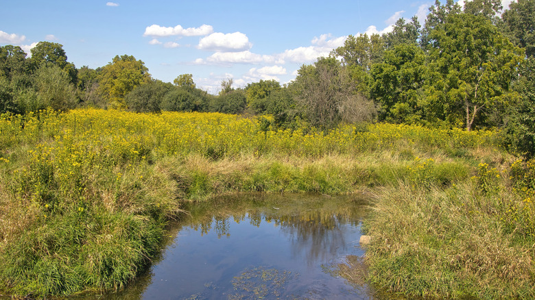 A rugged preserve in Illinois with prairies and creek