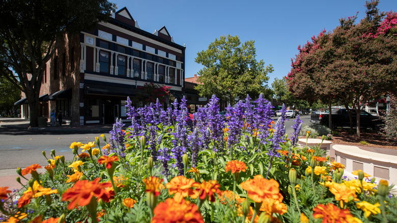 Flowers and trees in front of a building in Downtown Vacaville