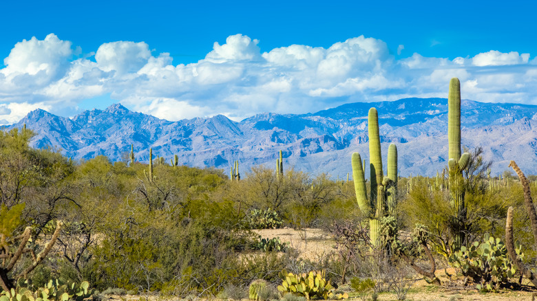 View of the Rincon Mountains from Saguaro National Park