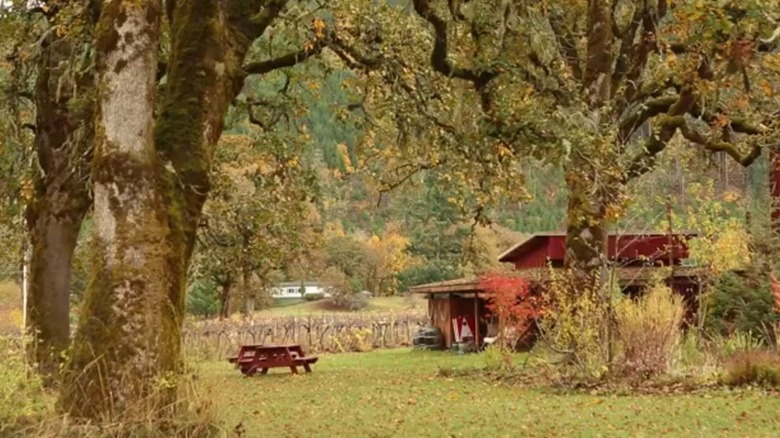 Harris Bridge Vineyard in Philomath, Oregon