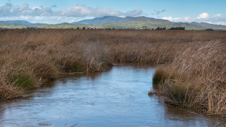 Marsh in Grizzly Island Wildlife Area