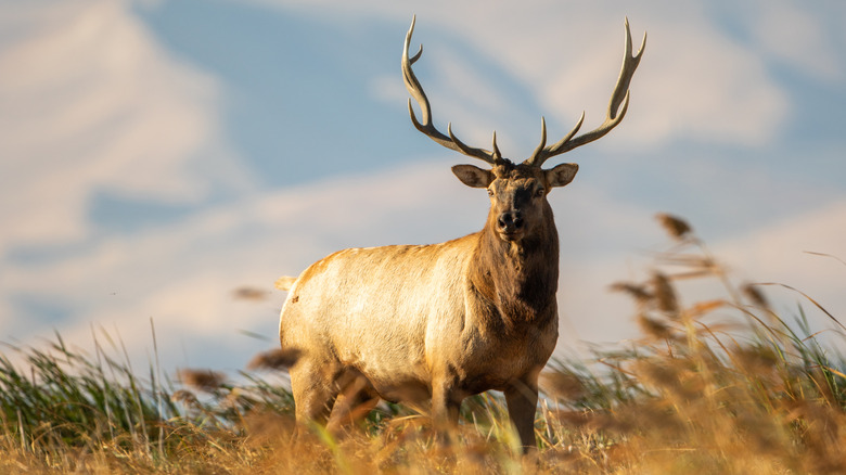 An elk in the Grizzly Island Wildlife Area